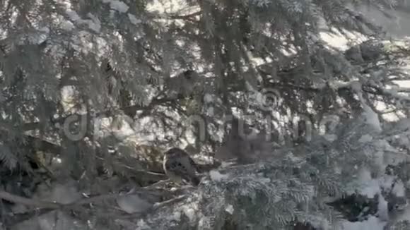 杉林中的麻雀视频的预览图