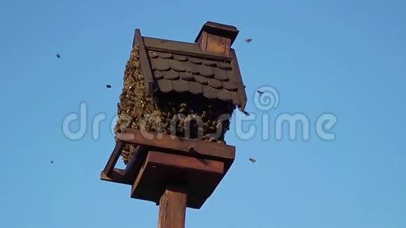 蜜蜂蜂巢占据的鸟舍视频的预览图