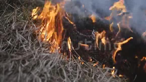 火中燃烧的草灰火焰运动接近视频的预览图
