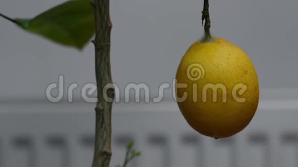 室内镜头一棵柠檬树水滴在移动视频的预览图