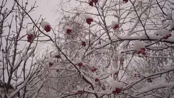 冬天的振动树红色浆果覆盖着雪冬季圣诞公园无叶树枝上的雪视频的预览图