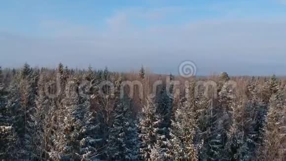 在白雪皑皑的冬林中升起的景色视频的预览图