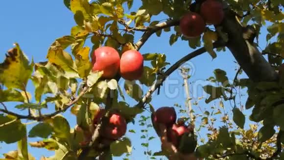 果园工人摘红苹果的低镜头视频的预览图