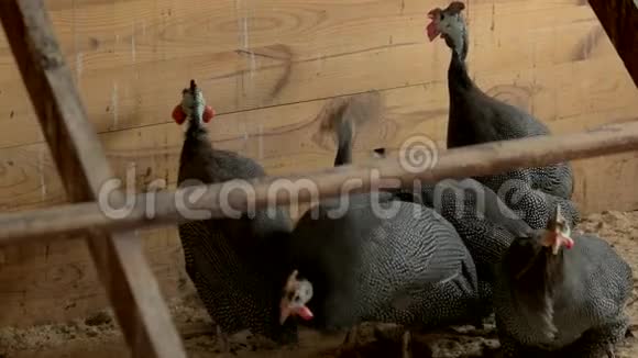一群野鸡在农场里散步视频的预览图