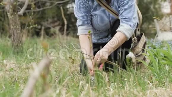 园艺妇女用花园剪刀剪春季花园的嫩枝植物视频的预览图