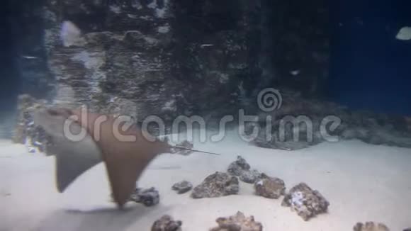 在蓝色的水里水下在海洋中射击海洋动物视频的预览图