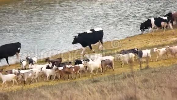 一群奶牛在河岸上散步视频的预览图