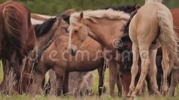 马场美丽的民族马种几匹马在草地上放牧视频的预览图