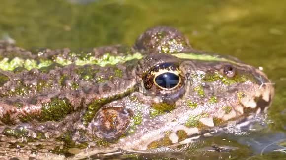 河里的绿蛙眨眼特写镜头水生植物中蟾蜍的肖像视频的预览图