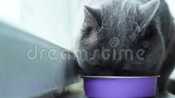 吃灰猫视频的预览图