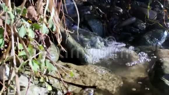 小溪在一片草丛中流过岩石视频的预览图