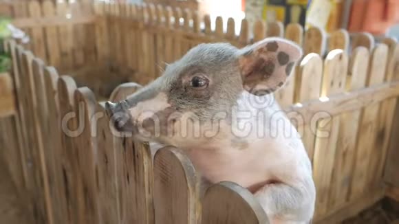 一只雌性手在动物园或农场为小猪带来食物视频的预览图
