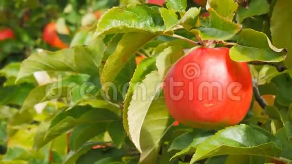 在一棵树上合上一个美味的成熟的粉红色女士苹果视频的预览图