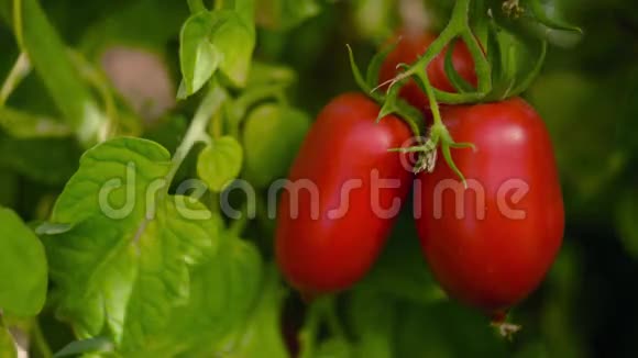 早晨的西红柿视频的预览图
