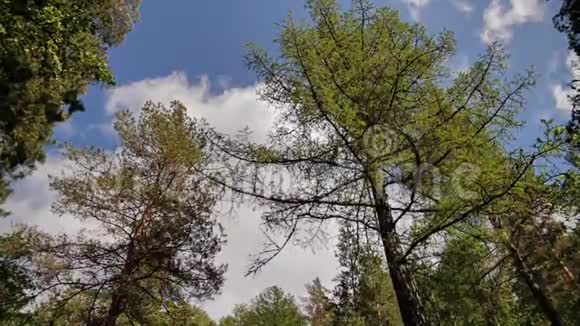 云天针叶树枝条的美丽景色视频的预览图