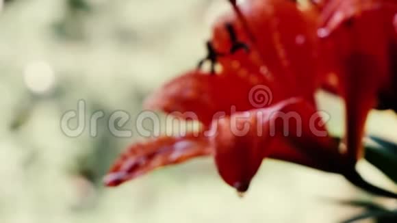 红色的沙棘花视频的预览图