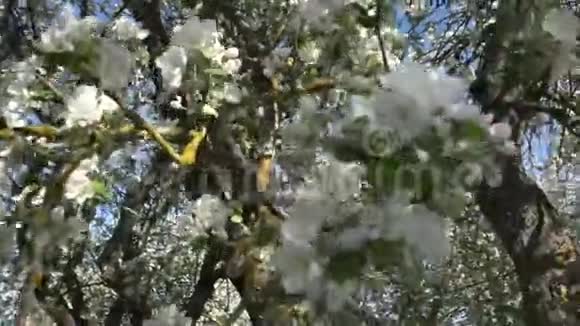 苹果花或果树视频的预览图