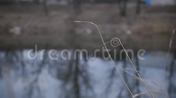 裸露的秋树倒映在江水中前景中的干芦苇视频的预览图
