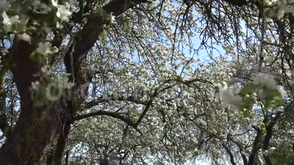 苹果花或果树视频的预览图