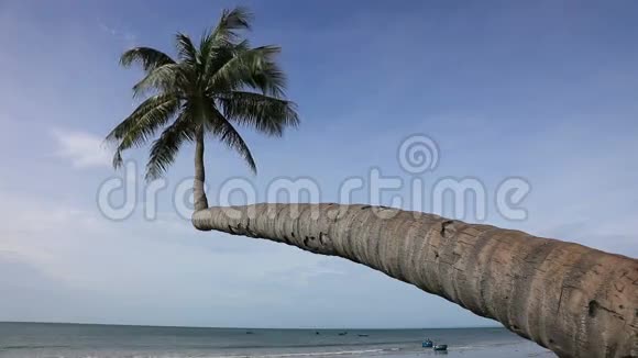 棕榈和海滩视频的预览图