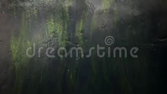 流动的水绿藻在水中摇曳背景视频的预览图