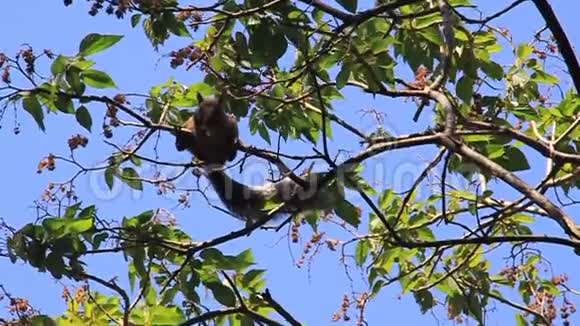 塞罗赞库吉尔公园的松鼠视频的预览图