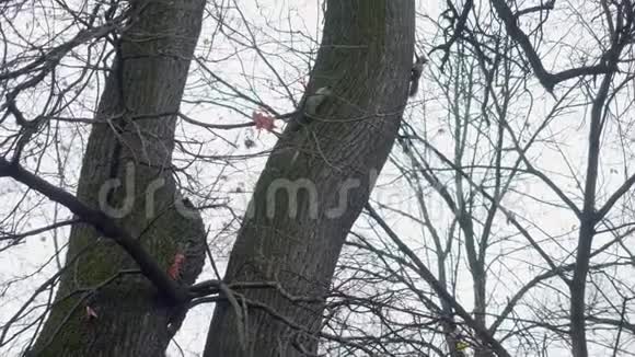 两只松鼠在城市公园的两棵树上互相追逐视频的预览图