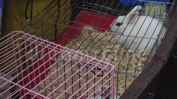 一只白兔坐在笼子里联系动物园人们在集市上看家畜视频的预览图