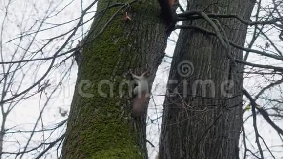 松鼠在公园里爬树跟着另一棵视频的预览图