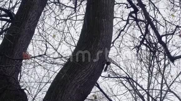 松鼠爬在树上爬行寻找什么东西视频的预览图