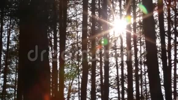 太阳光线穿过树木创造出美丽的光芒视频的预览图