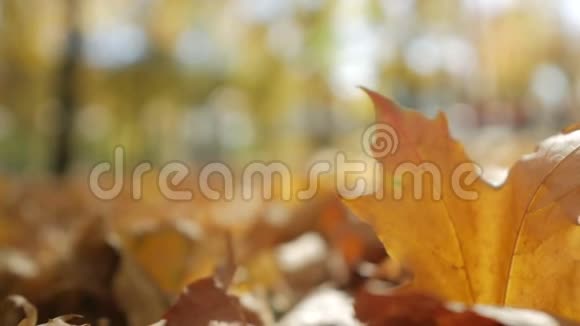 阳光明媚的一天秋天的枫叶黄落在公园的地上视频的预览图