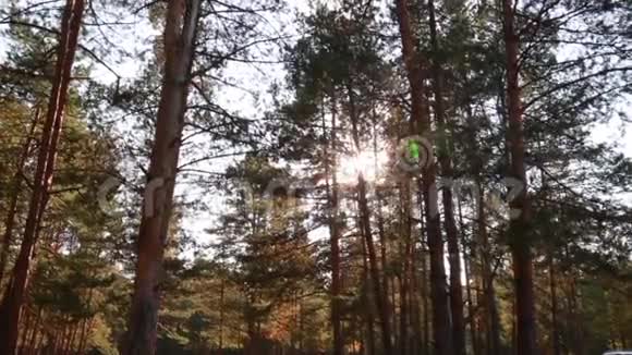 太阳光线穿过树木松林视频的预览图