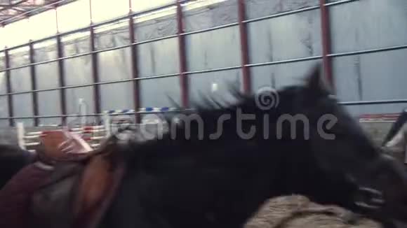 在一个特殊的机库里一个女教练训练一匹黑色的纯种马他跳起来绕着一圈跑马马马马马视频的预览图