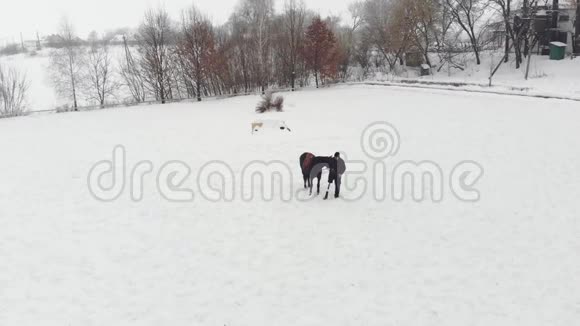 空中俯视冬天残疾人站在雪场上的黑马附近他用假肢代替右腿视频的预览图