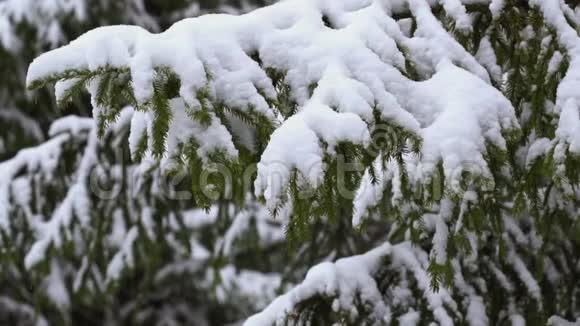雪落在杉树上慢动作视频的预览图