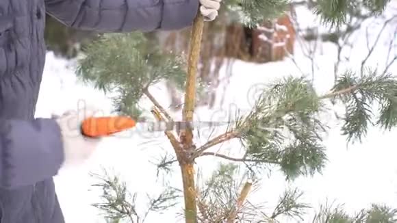 在冬天的雪园里用锯子把松树的树枝剪得紧紧的祝圣诞快乐新年快乐视频的预览图