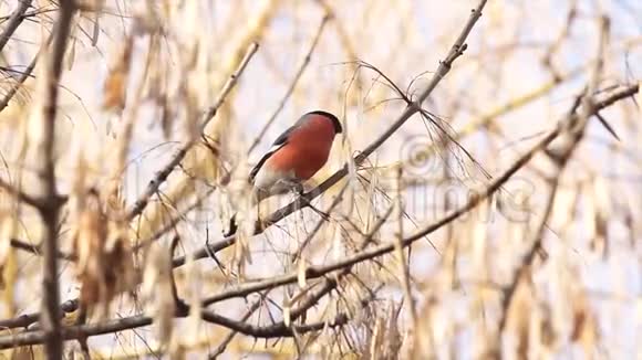 嵩鸟种类冬季欧亚牛翅草男性视频的预览图