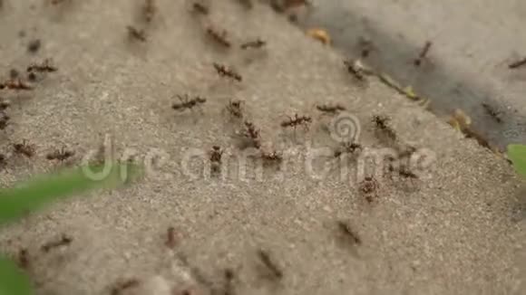 许多蚂蚁互相追赶视频的预览图