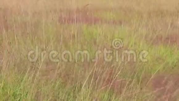 五颜六色的草在风中飘扬视频的预览图