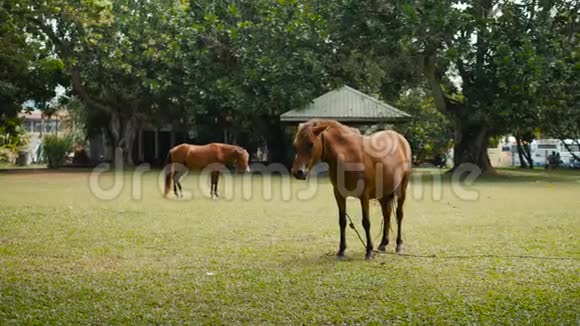 印度斯里兰卡草原上的马年轻的棕马视频的预览图