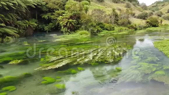 新西兰威卡托的清澈清新的河流视频的预览图