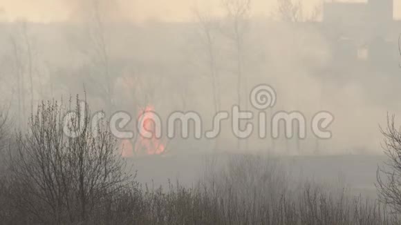 干草和森林的强烈火灾对自然在干春火灾危险的风险大量的烟雾背景视频的预览图