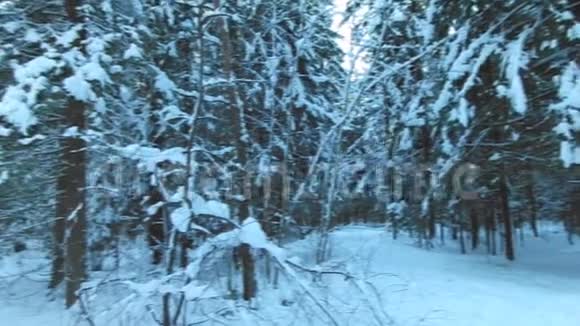 冬季森林没有风阳光明媚视频的预览图