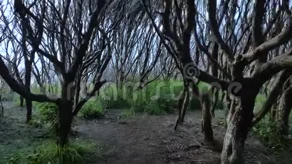 森林荒野里令人毛骨悚然的树视频的预览图