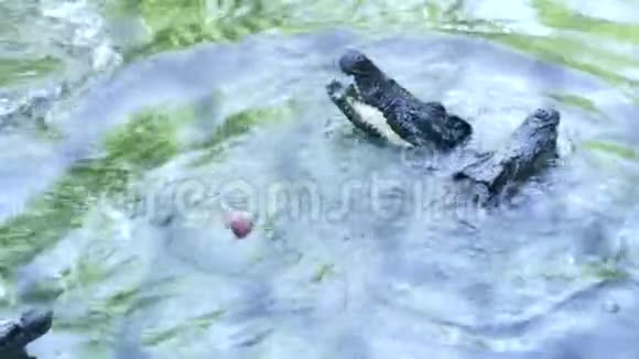 鳄鱼在河里游泳关闭饲养鳄鱼在鳄鱼农场池塘游泳视频的预览图