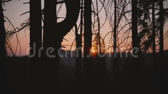 摄像机向右移动显示夕阳下美丽的红日在黑暗的森林树的剪影之间缓慢的运动视频的预览图