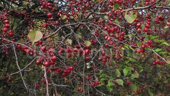 枝上的红色果实视频的预览图