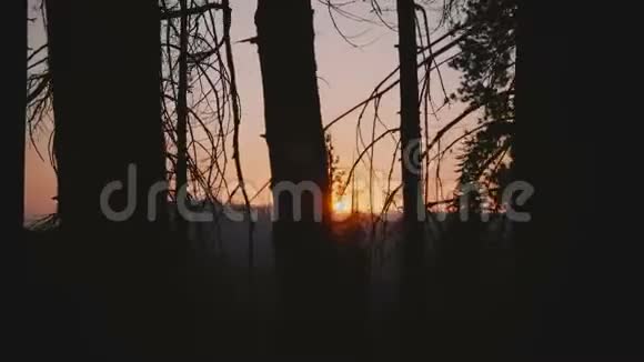 镜头向右移动露出美丽的太阳日落时分在约塞米蒂公园的黑暗树木之间缓慢移动视频的预览图