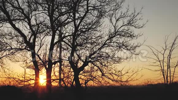 在美丽的夕阳下树在风力涡轮机的背景下剪影视频的预览图